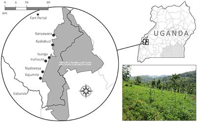 Potential Contribution of Groundnut Residues to Soil N and the Influence of Farmer Management in Western Uganda